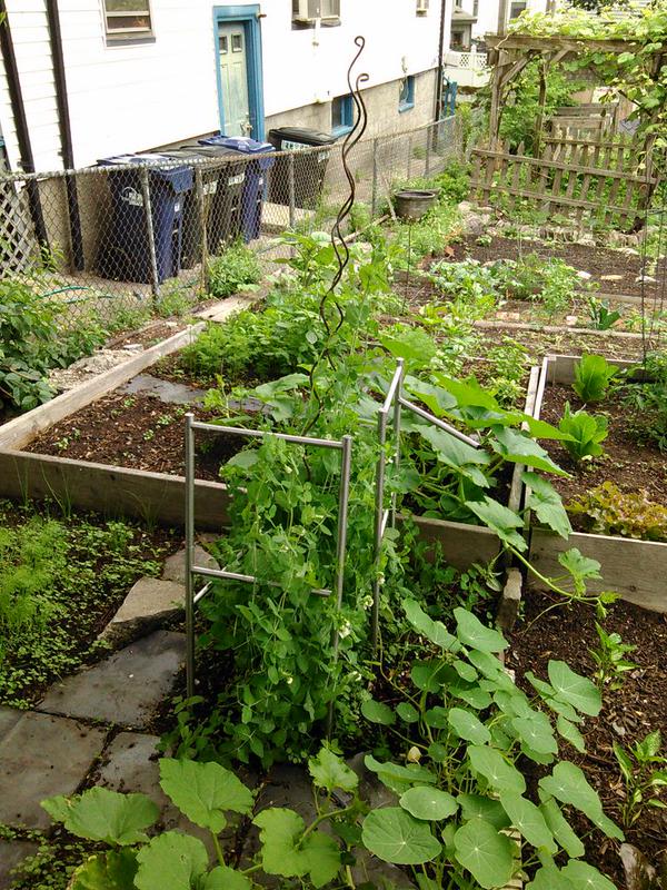 Garden plot, June 2015.