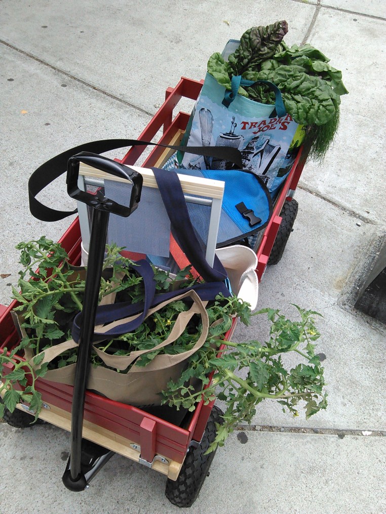The Luggage, carrying home our first CSA share of the season.