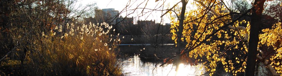 the feminist librarian